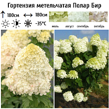 Основное изображение товара