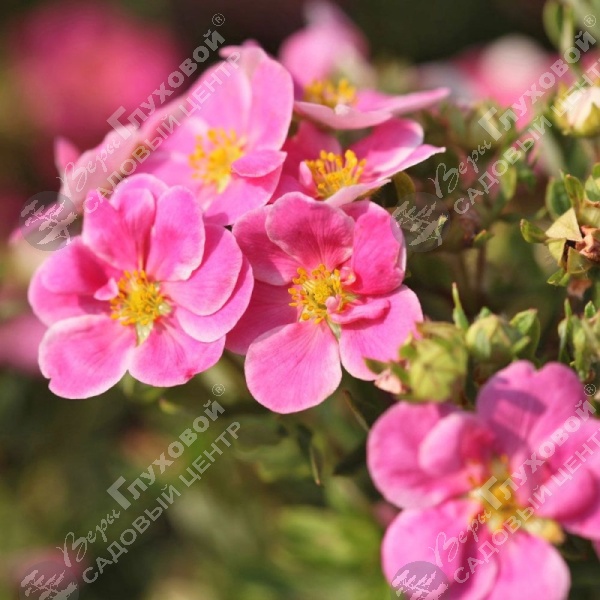 Лапчатка кустарниковая "Пинк Парадиз" на фото