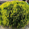 Туя западная (Thuja occidentalis) Мириам  Р10,5 ГлХ/26