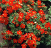 Лапчатка кустарниковая (Potentilla fruticosa) Ред Айс С3 СП/25