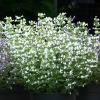 Душевик котовниковый (Calamintha nepeta) Вайт Клауд С2 НСп/26
