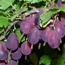 Основное изображение товара