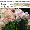 Гортензия метельчатая (Hydrangea paniculata) Кенди Лав Р9 СП/26