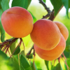 Абрикос Куйбышевский юбилейный (средний сорт)