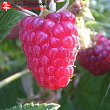 Малина 