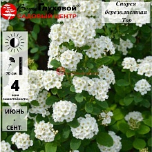 Основное изображение товара