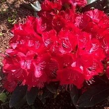 Основное изображение товара