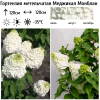 Гортензия метельчатая (Hydrangea paniculata) Меджикал Монблан  С3 СП/26