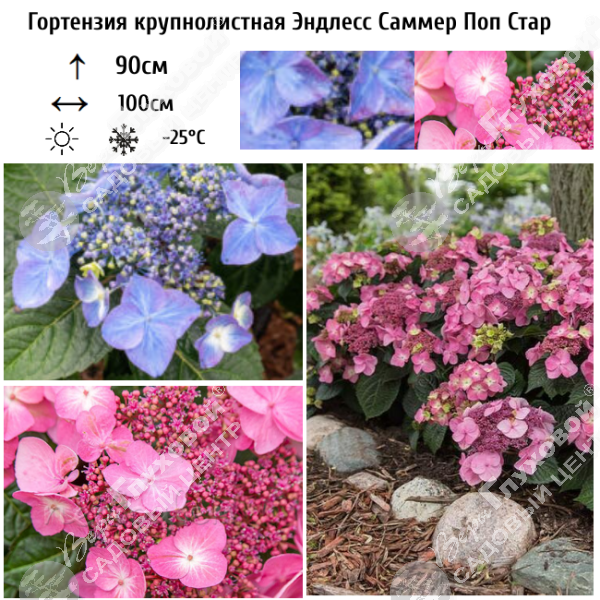 Гортензия крупнолистная "Эндлесс Саммер Поп Стар" на фото