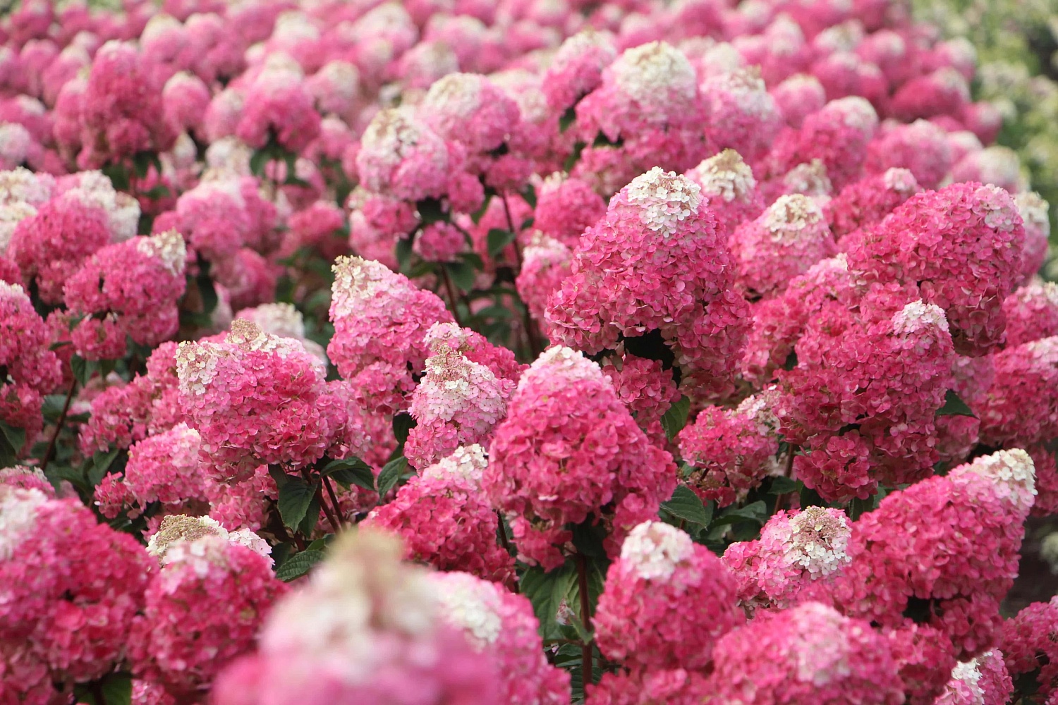 Сорт гортензии Самарская Лидия