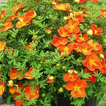 Основное изображение товара