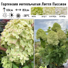 Гортензия метельчатая (Hydrangea paniculata) Литтл Пассион Р9 СП/25