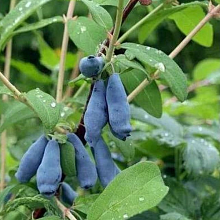 Жимолость Морена