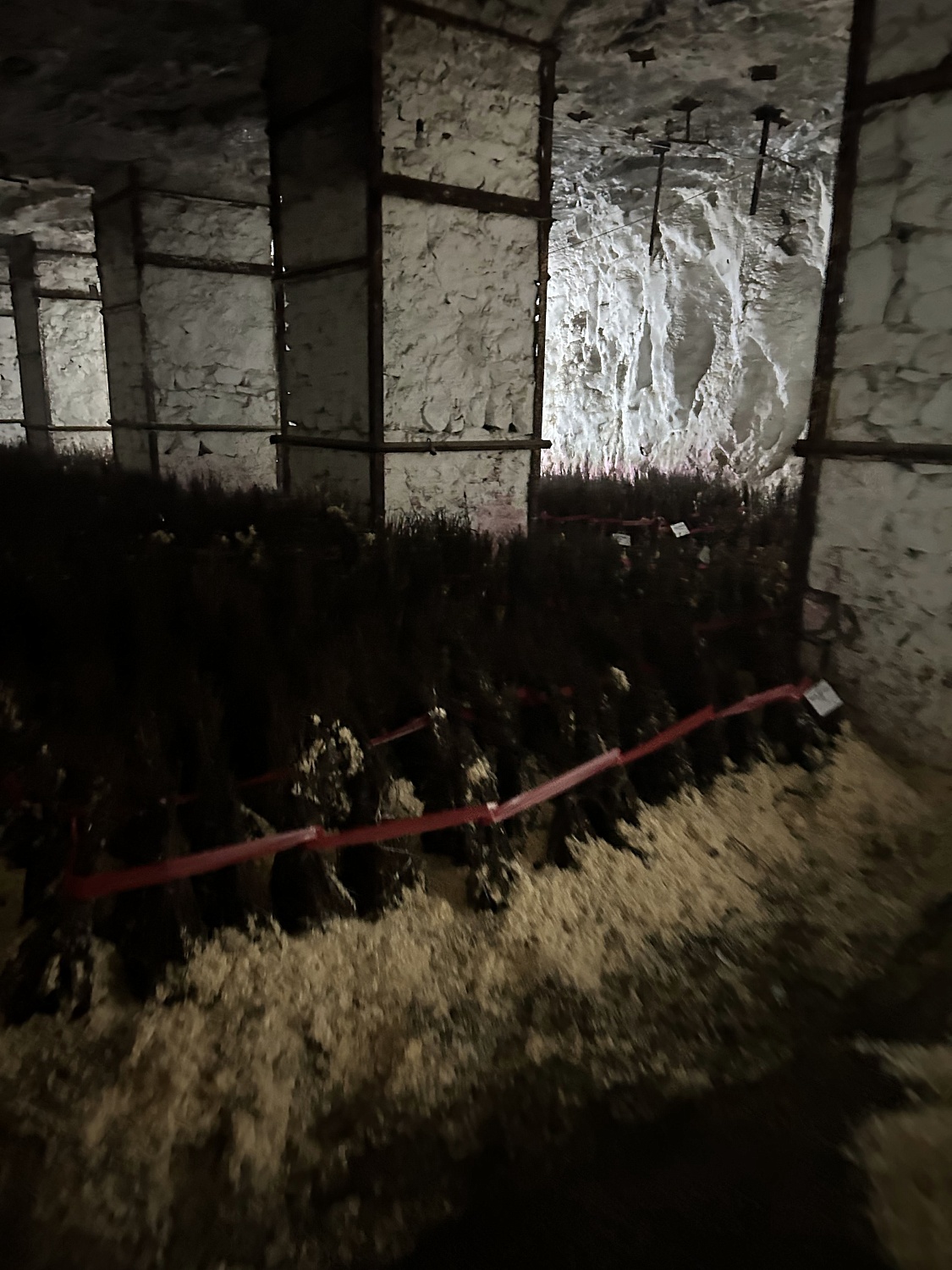 Не только королева сада, но и хозяйка горы