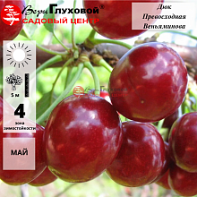 Вишнево-черешневый гибрид Превосходная Веньями С3