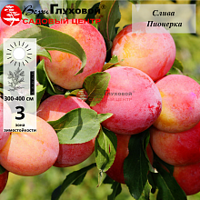 Слива Пионерка (средний сорт)