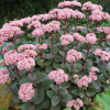 Очиток (Sedum) Матрона С1,5 НСп/26