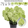 Гортензия метельчатая (Hydrangea paniculata) Пансана Р9 СП/26