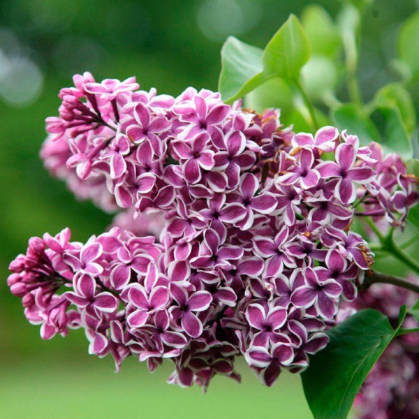 Основное изображение товара