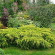 Можжевельник средний 