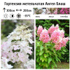 Гортензия метельчатая (Hydrangea paniculata) Ангел Блаш  С3 СП/26