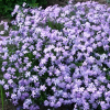 Флокс шиловидный (Phlox subulata) Г.Ф. Вилсон С2-3 РАг/26