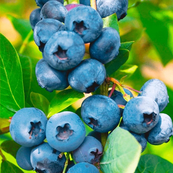 Голубика Блюгольд