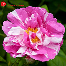 Основное изображение товара