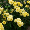 Роза плетистая 'Clb Freesia' С7 БНвС/25