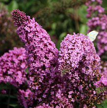 Основное изображение товара