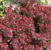 Барбарис Тунберга (Berberis thunbergii) Атропурпурея Нана   С3 СП/25