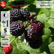 Основное изображение товара