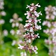 Котовник крупноцветковый 
