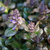 Живучка ползучая (Ajuga reptans) С2 РАц/25