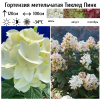 Гортензия метельчатая (Hydrangea paniculata) Тиклед Пинк С2 СП/26