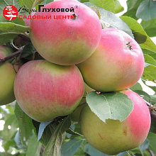 Яблоня Анис Свердловский (осенний сорт)