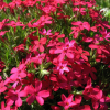 Флокс шиловидный (Phlox subulata) Атропурпуреа С2 СП/26