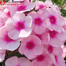 Основное изображение товара