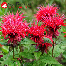 Основное изображение товара