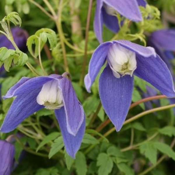 Основное изображение товара