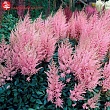 Астильба Арендса 