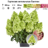 Гортензия метельчатая (Hydrangea paniculata) Пантеон С3 СП/24