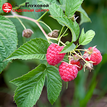 Рисунок 135.jpg