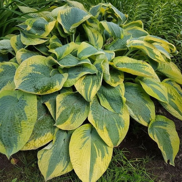 Основное изображение товара