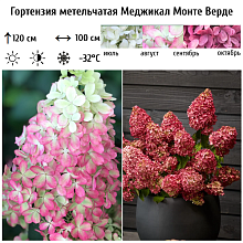 Основное изображение товара