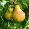 Груша "Лада" на фото