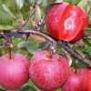 Яблоня красномясая Эдерман (осенний сорт) С7,5