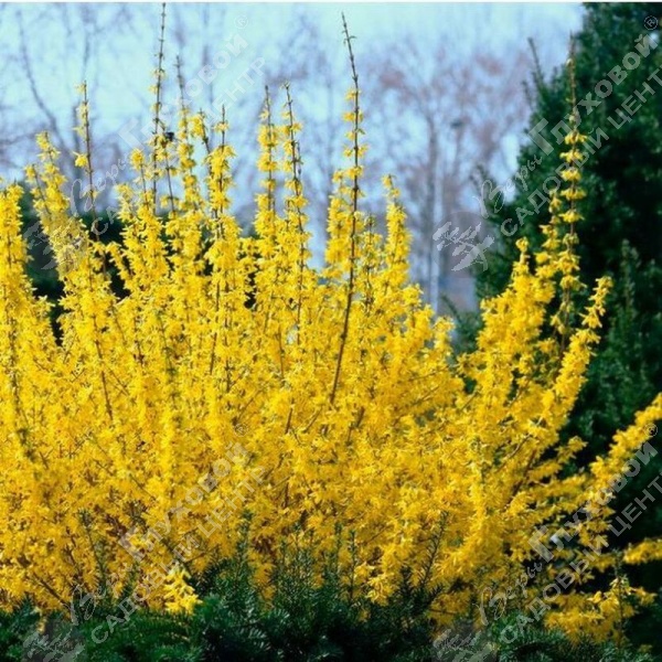 Форзиция промежуточная "Вик Энд" на фото