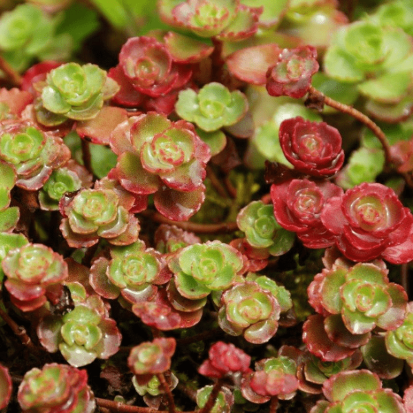 Основное изображение товара