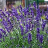 Лаванда узколистная (Lavandula angustifolia) Хидкоте С3 СП/24